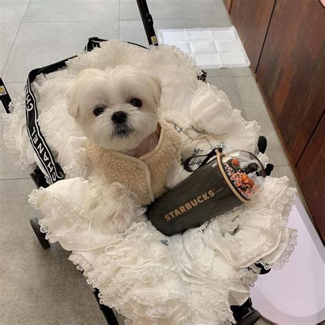 replica chanel dog carrier|chanel dog wardrobe.